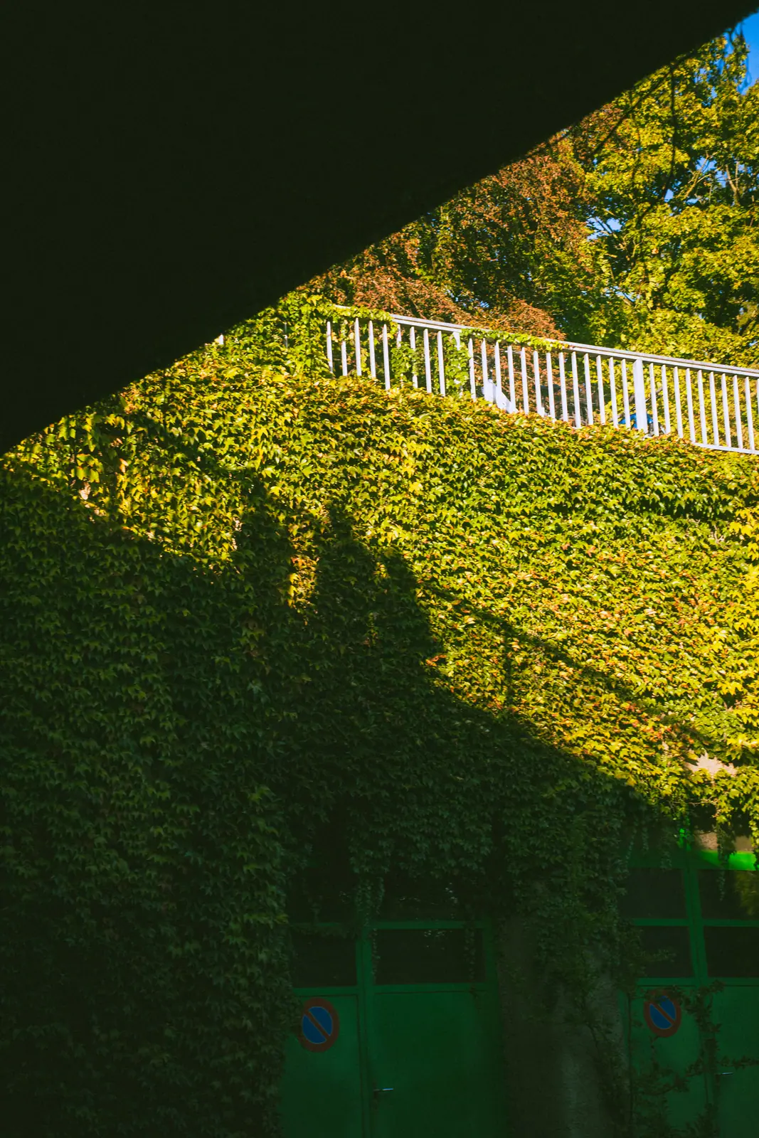 Brand imagery Zürich — garden hedge texture and green tones